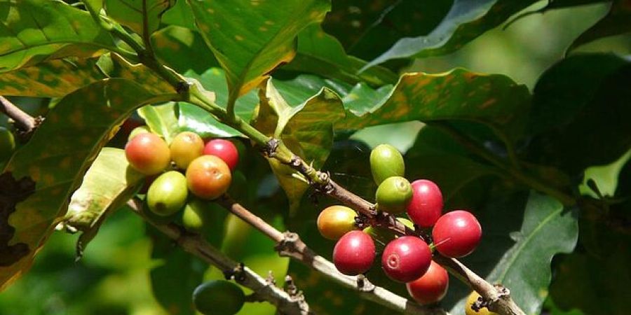 Coffee plant in Costa Rica