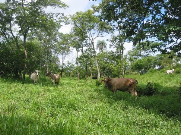 Livestock in Honduras