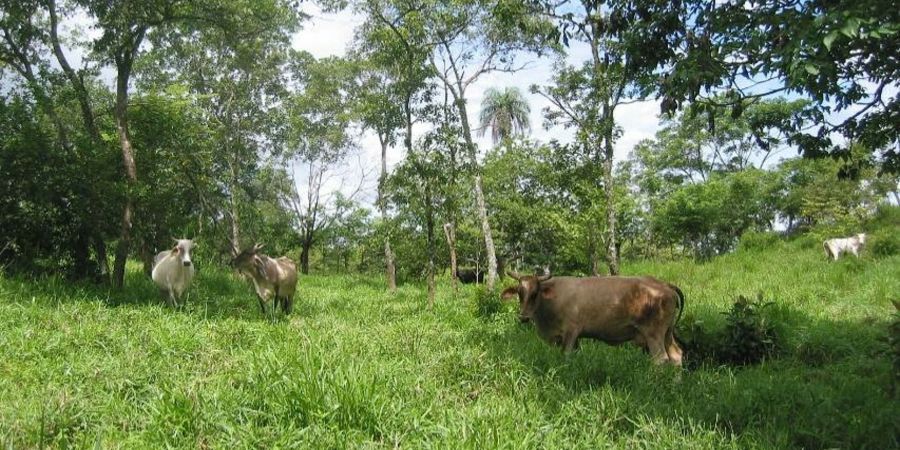Livestock in Honduras