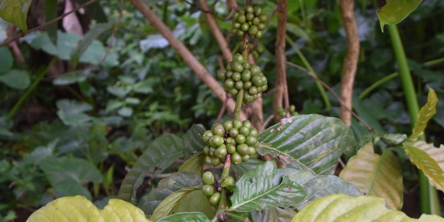 Coffe plant with green beans