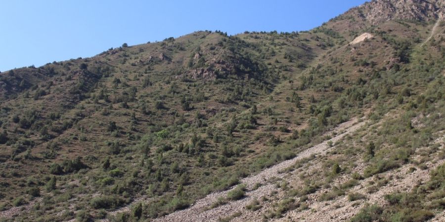 A hill with forestry in Tajikistan