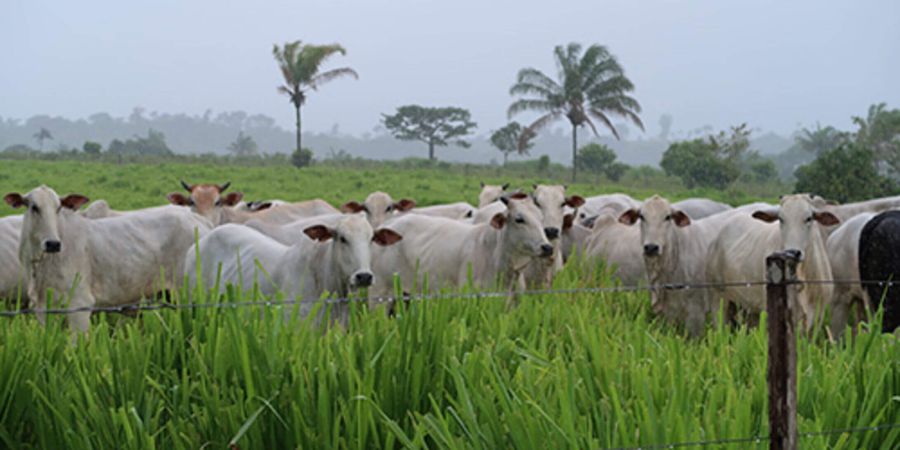 Cattle ranch in Brazil