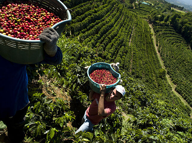 Coffee Harvest Costa Rica
