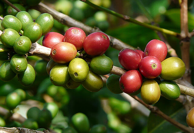 Close-up of Coffee Plant in Costa Rica