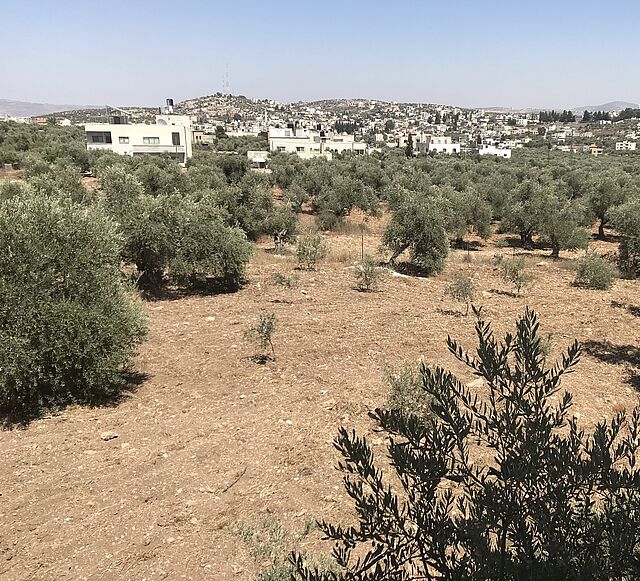 A landscape with olive trees and buildings in the background