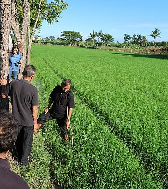 Four Thais on rice field