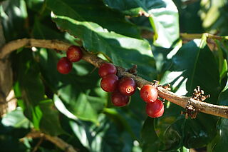 Coffee Plant Close up
